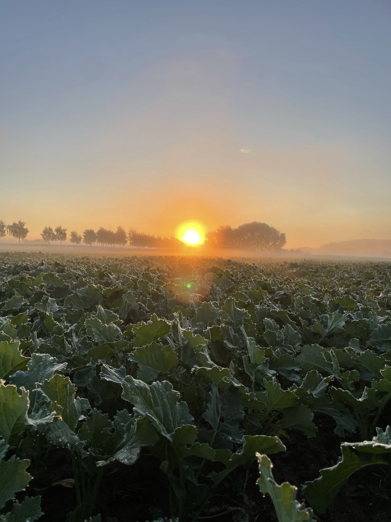 Sonnenaufgang über einem grünen Feld mit Tau auf den Blättern