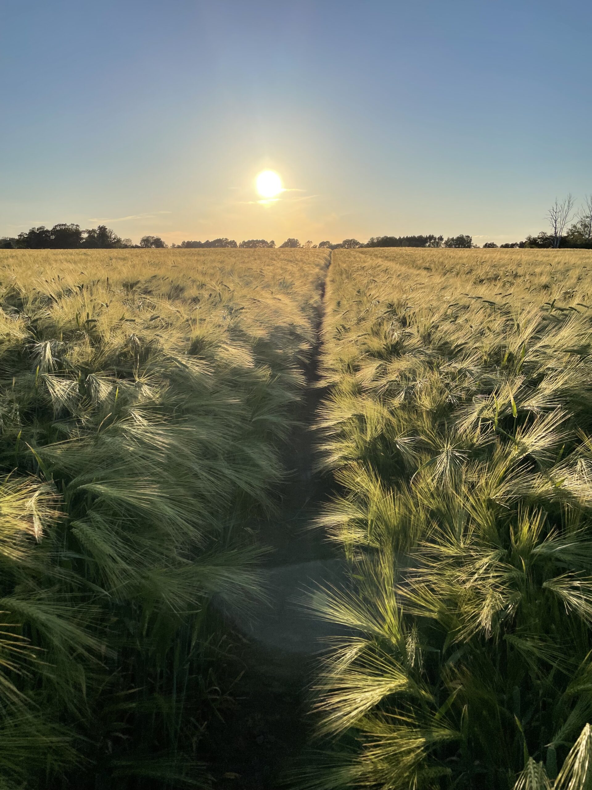 Sonniges Getreidefeld bei Sonnenuntergang